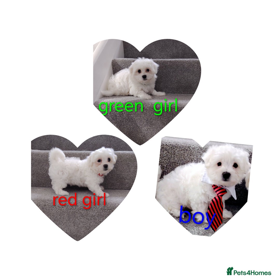 Maltese dogs for sale: Pure Maltese puppies ❤️❤️💙 - Image 1