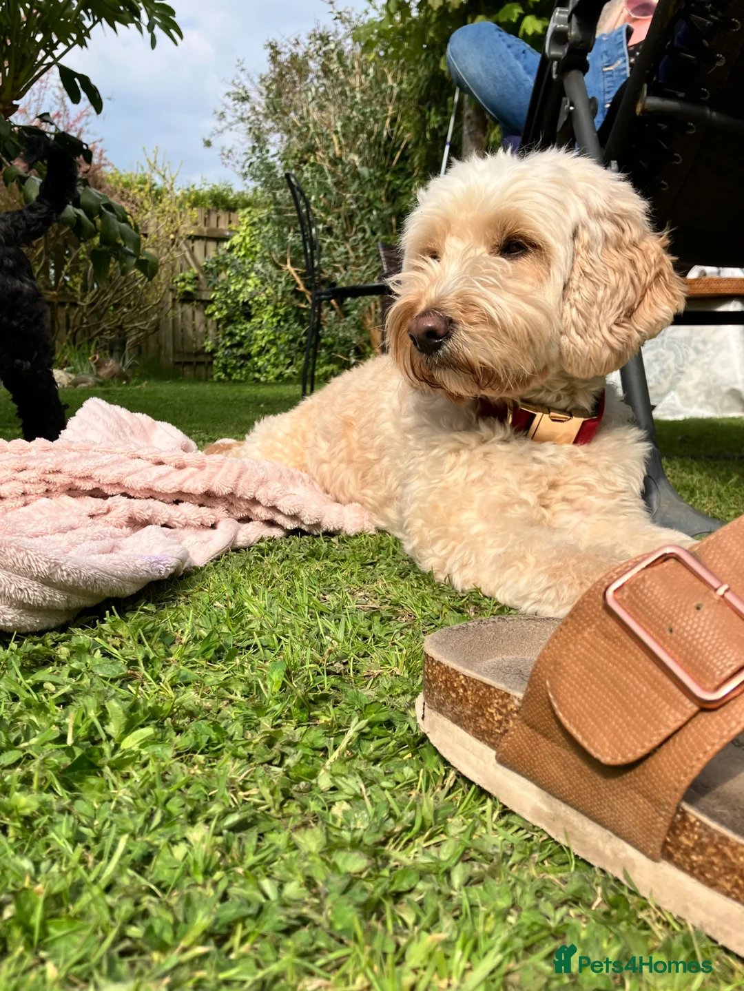 Cockapoo dogs for sale: Stunning Cockapoo litter  in Barnstaple - Advert 1