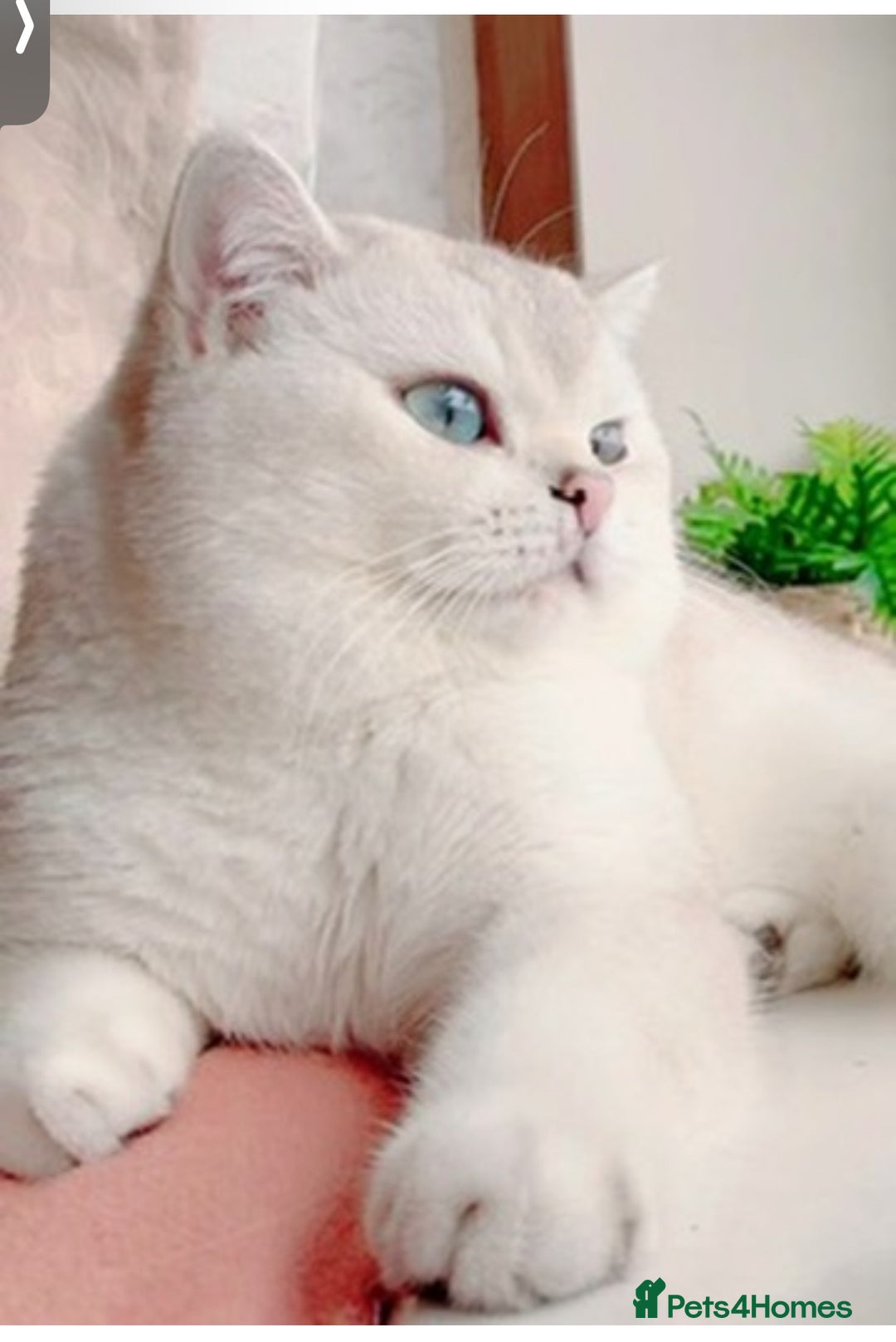 British Shorthair cats for sale: British shorthair chocolate and silver pointed  - Image 7