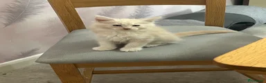 Maine Coon Kitten 1