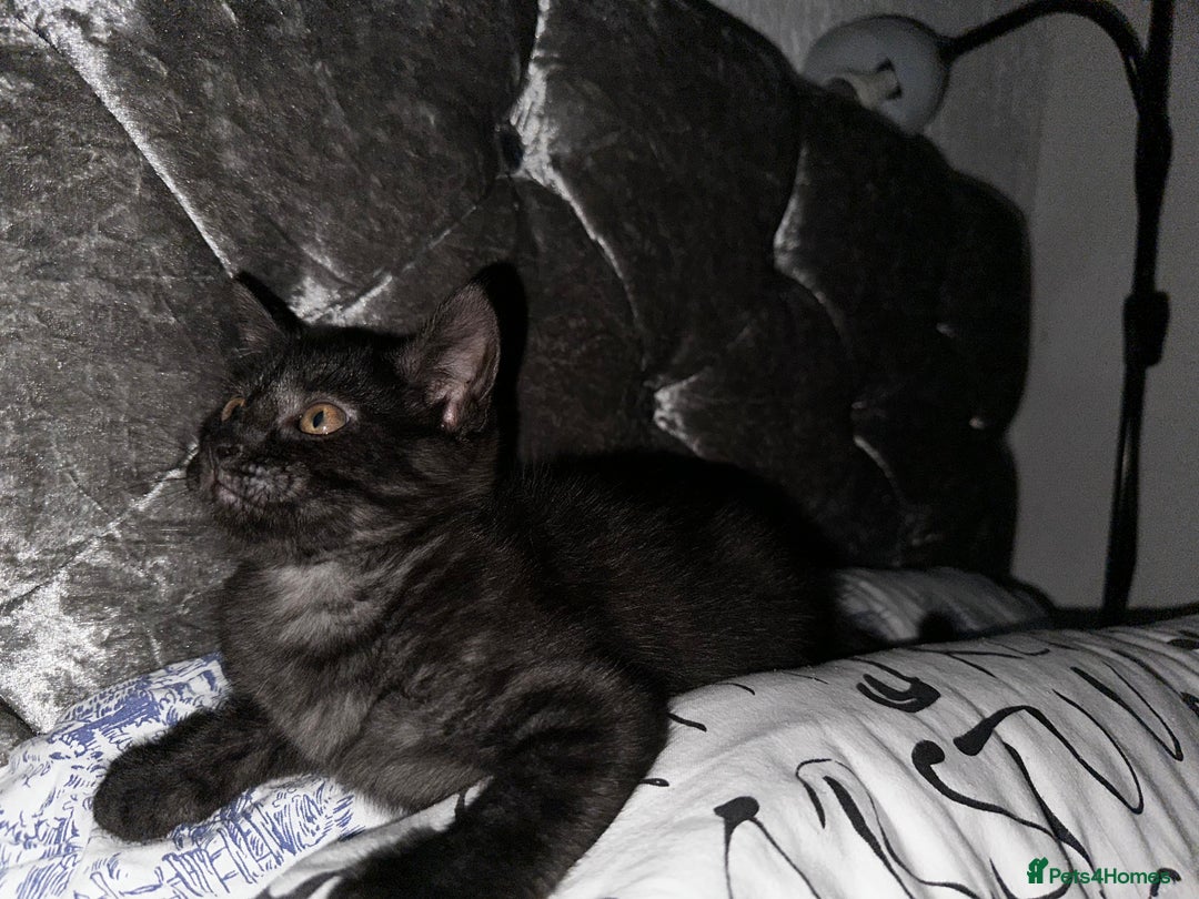 Egyptian Mau cats for sale: Smoke Egyptian MAU x Bengal spotted&marble kittens - Image 36