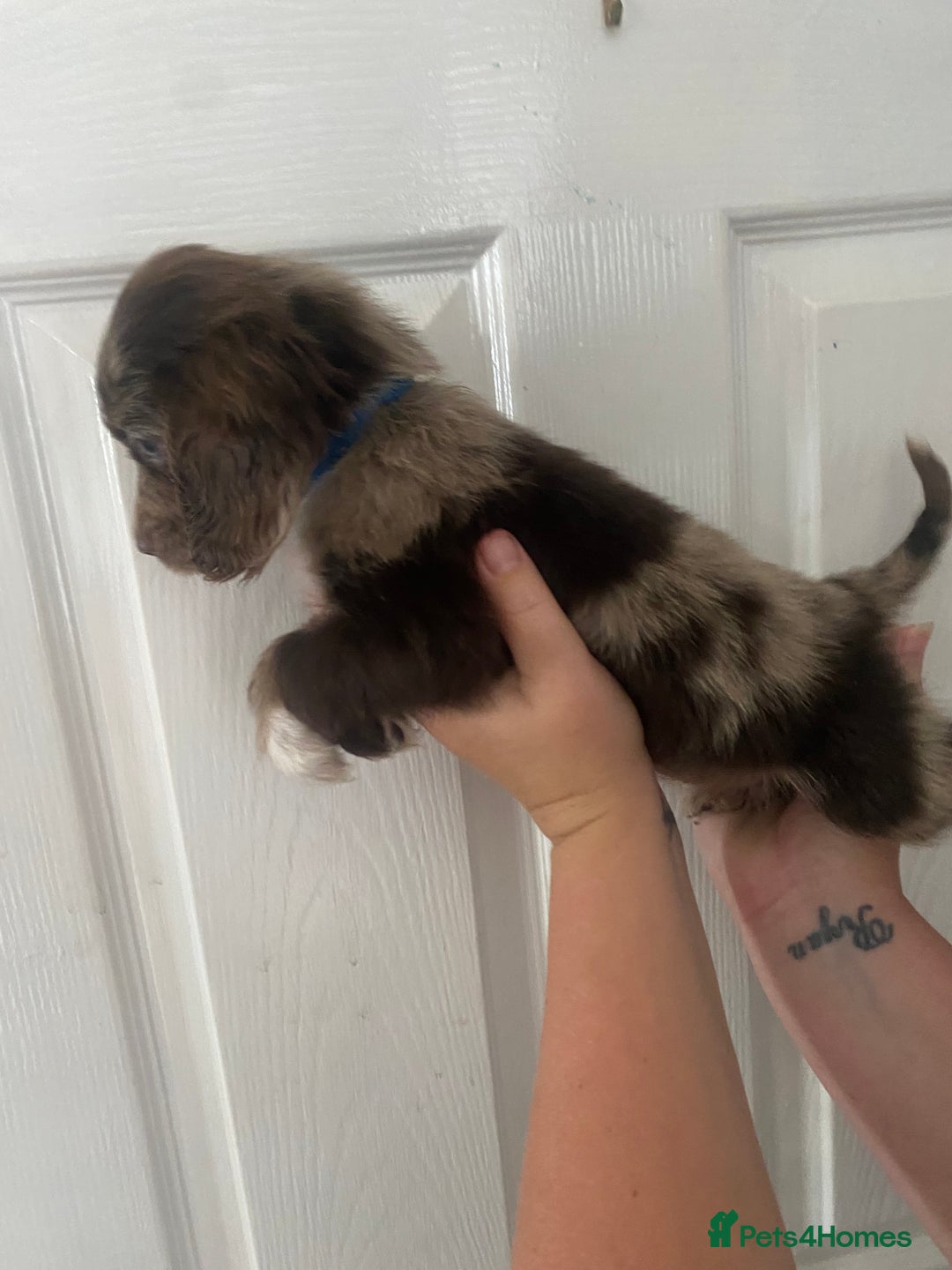 Cocker Spaniel dogs for sale: Merl cocker spaniel puppies  - Image 4
