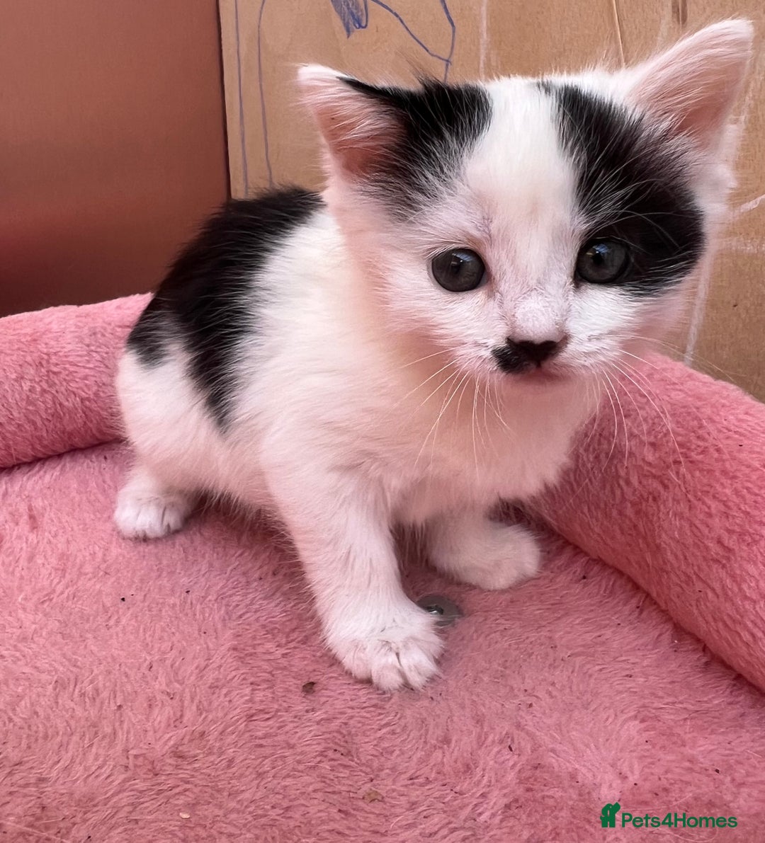 Mixed Breed cats for sale: Black kitten and white&black kitten available  - Image 3