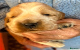 Cocker Spaniel dogs for sale: Show cocker spaniel pups  - Image 21
