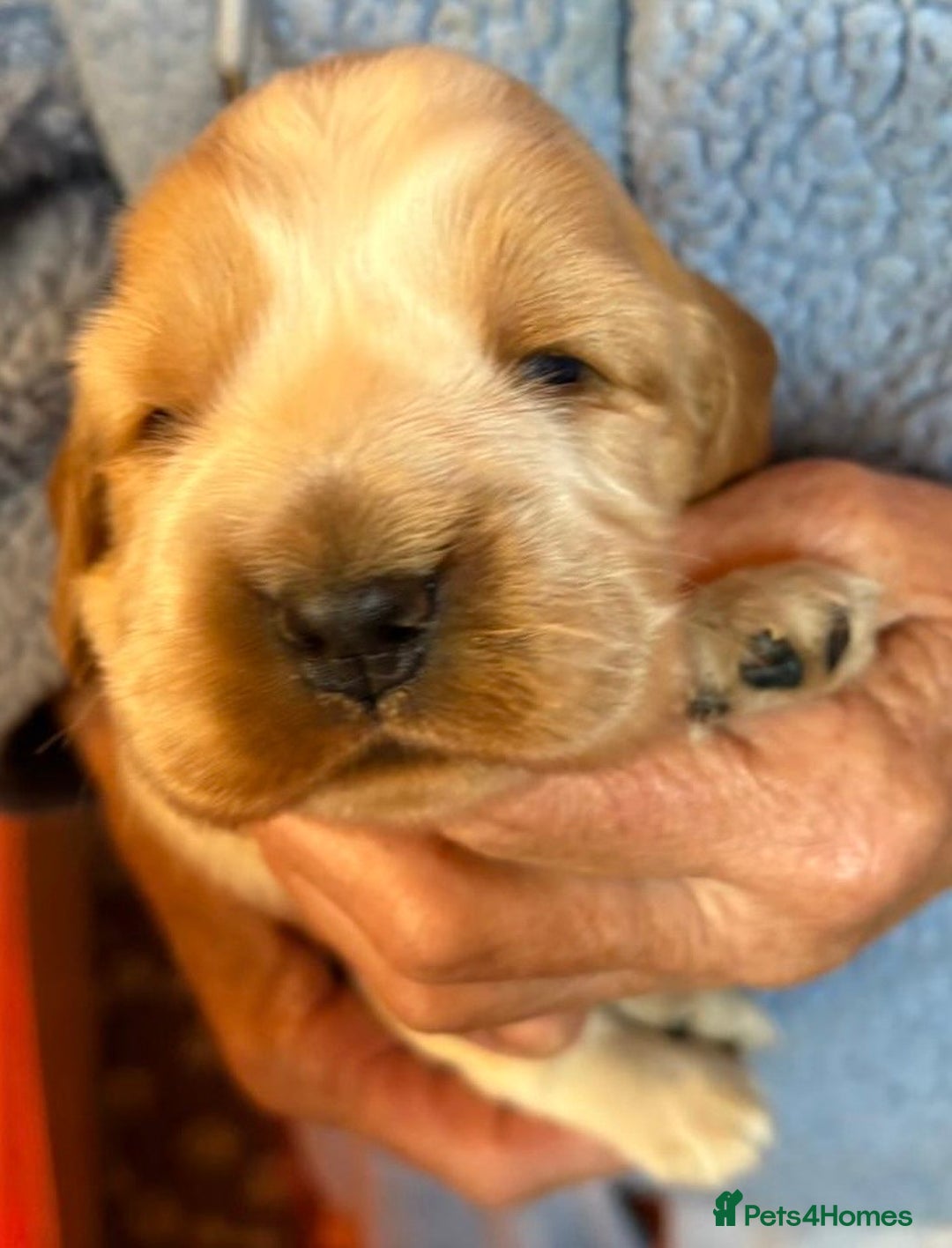 Cocker Spaniel dogs for sale: Show cocker spaniel pups  - Image 21