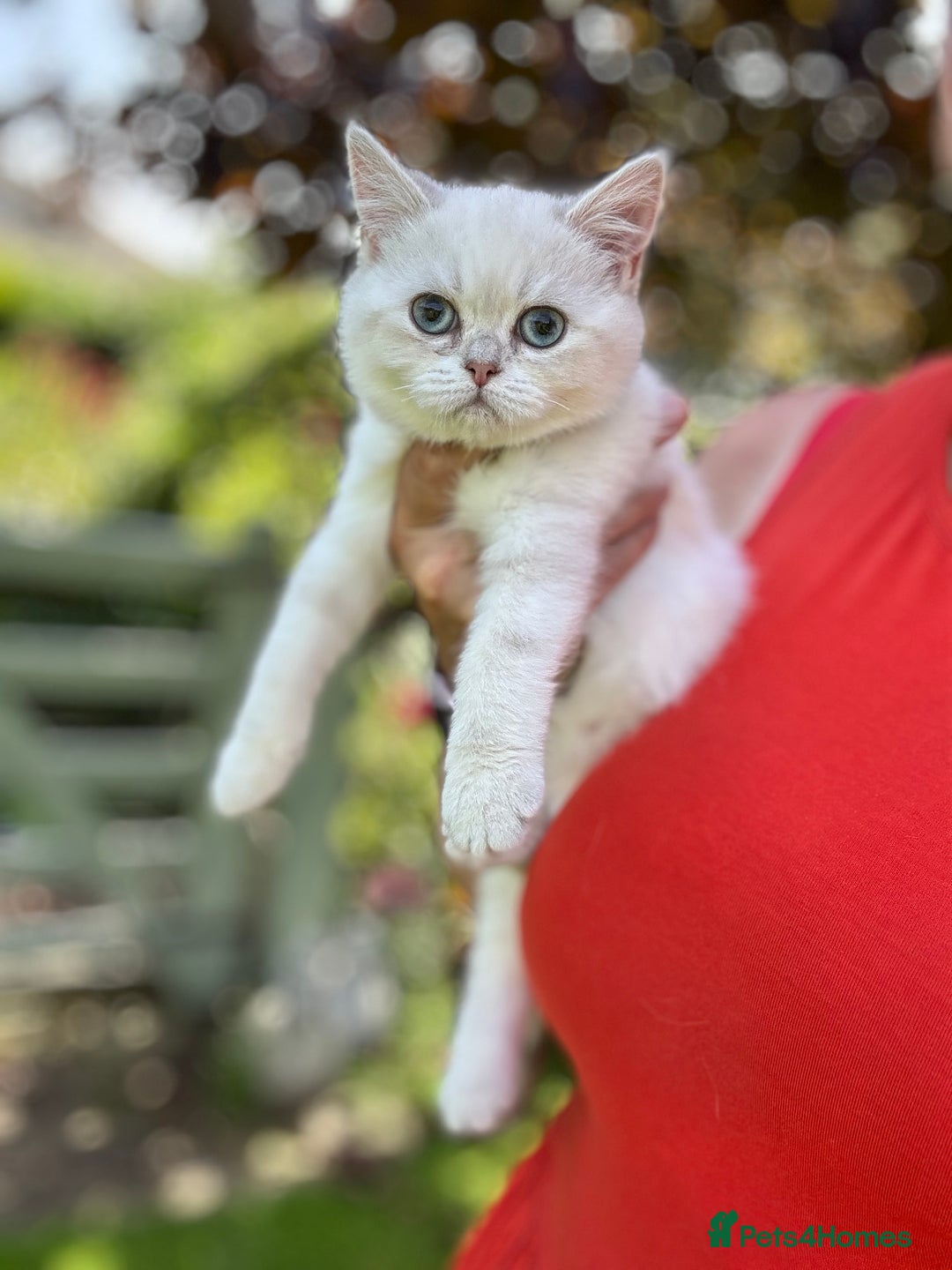 British Shorthair cats for sale: Colourpoints BSH active & non-active available - Image 18