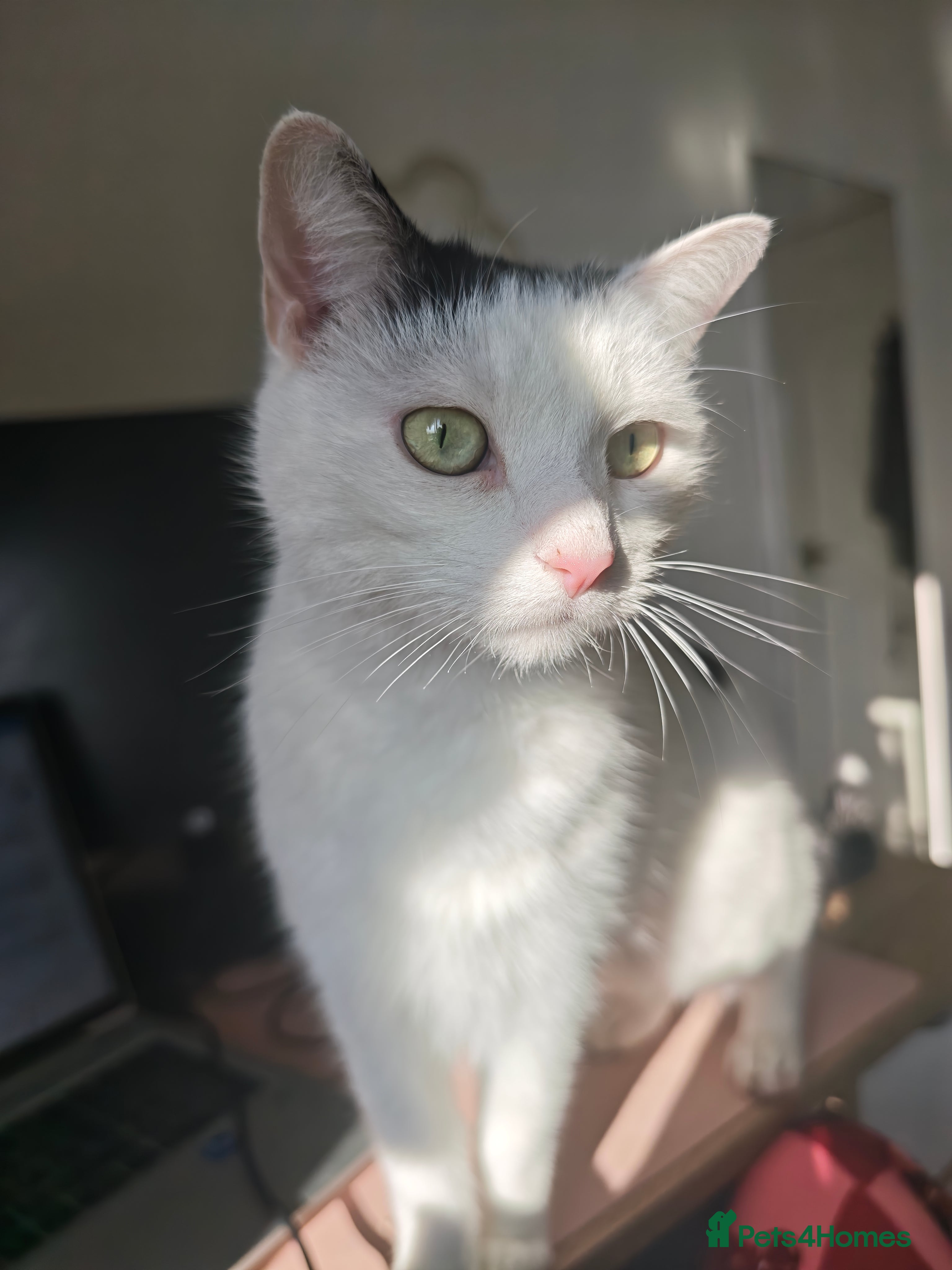 Mixed Breed cats Loving Playful Beautiful Girl Mixed Breed  in Romford - Advert 8