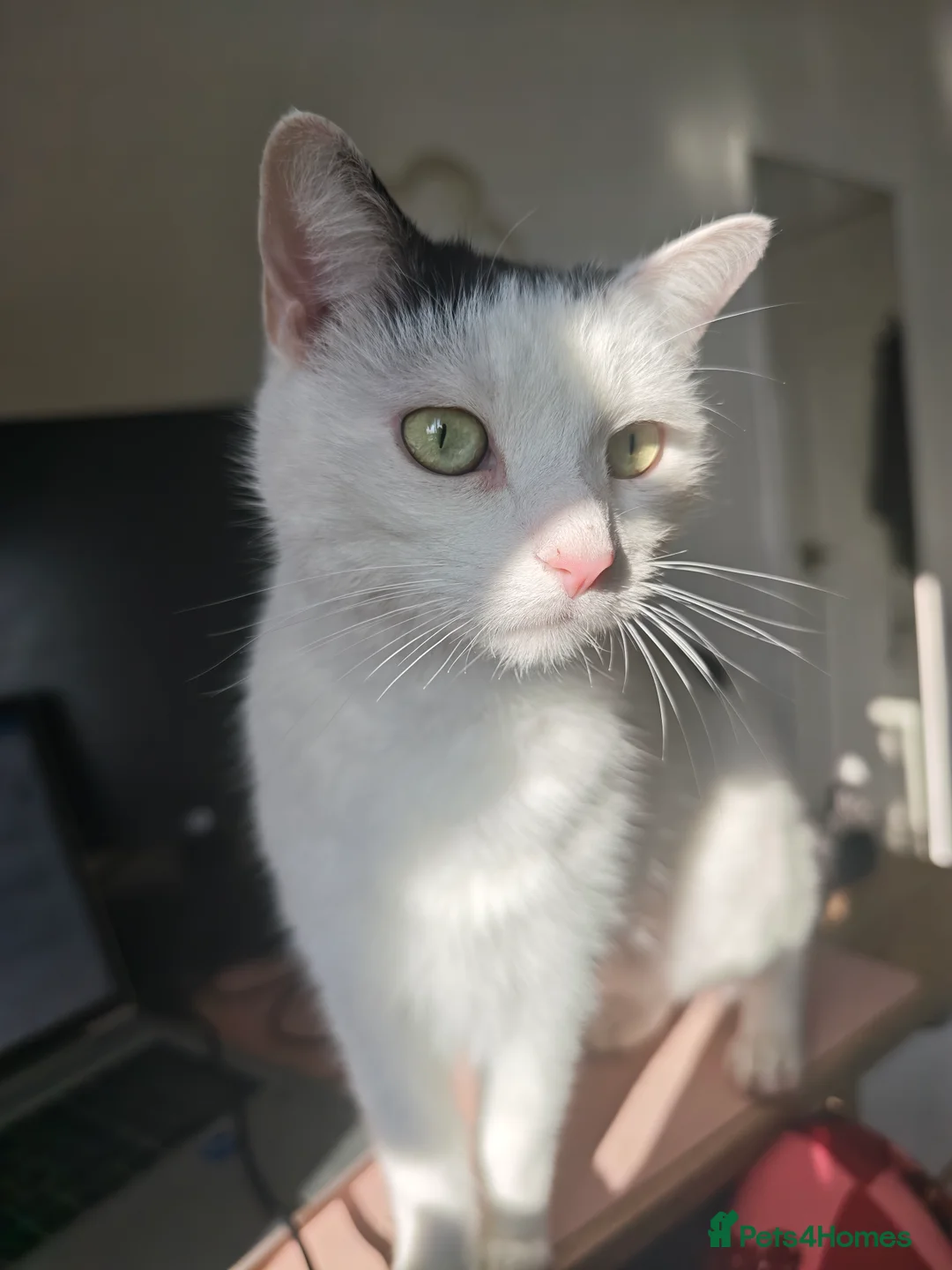 Mixed Breed cats for adoption: Loving Playful Beautiful Girl Mixed Breed  in Romford - Advert 1