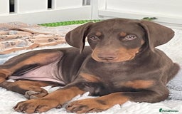 Dobermann dogs for sale: KC REG Fully health tested parents - Image 16