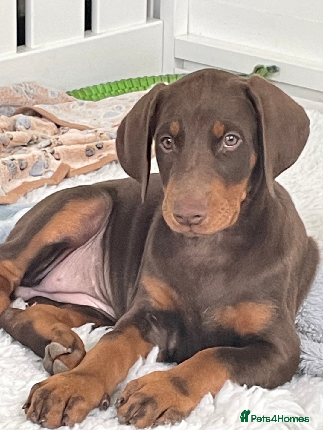 Dobermann dogs for sale: KC REG Fully health tested parents - Image 16
