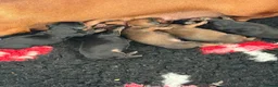 Dachshund dogs for sale: Outstanding champion bred standard smooth pups  - Advert 18