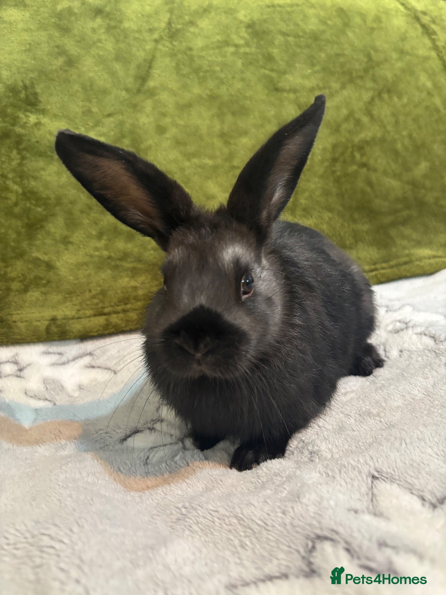 Mixed Breed rabbits 3 mini lop cross 1 female 2 male - Advert 2