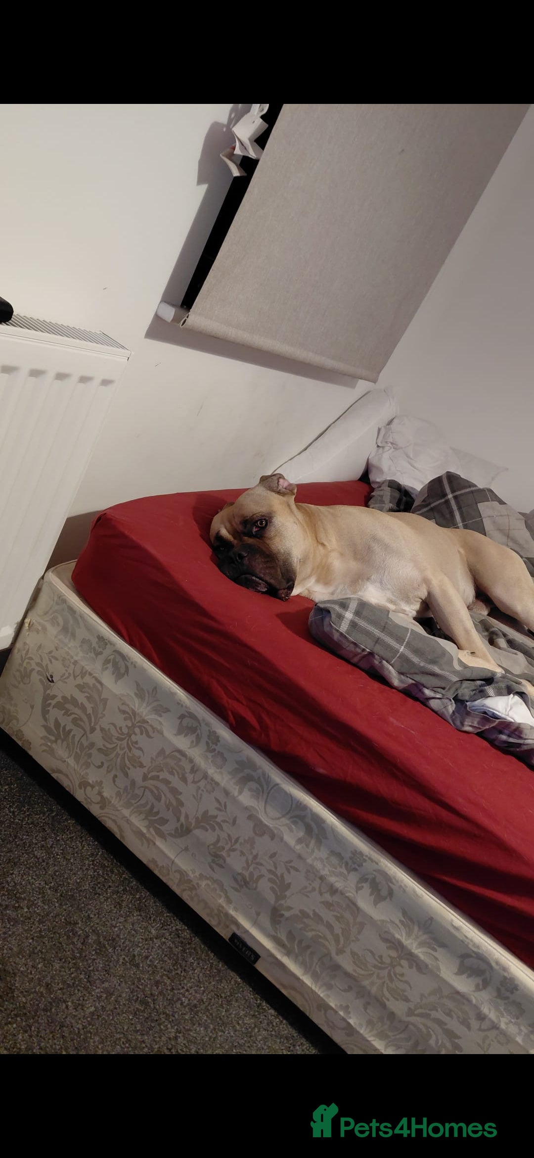 Mixed Breed dogs HOOPER - Advert 1