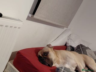 Mixed Breed dogs HOOPER - Advert 12