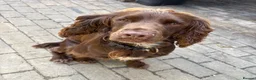 Cocker Spaniel dogs for stud: Teddy stud Dog  - Advert 3