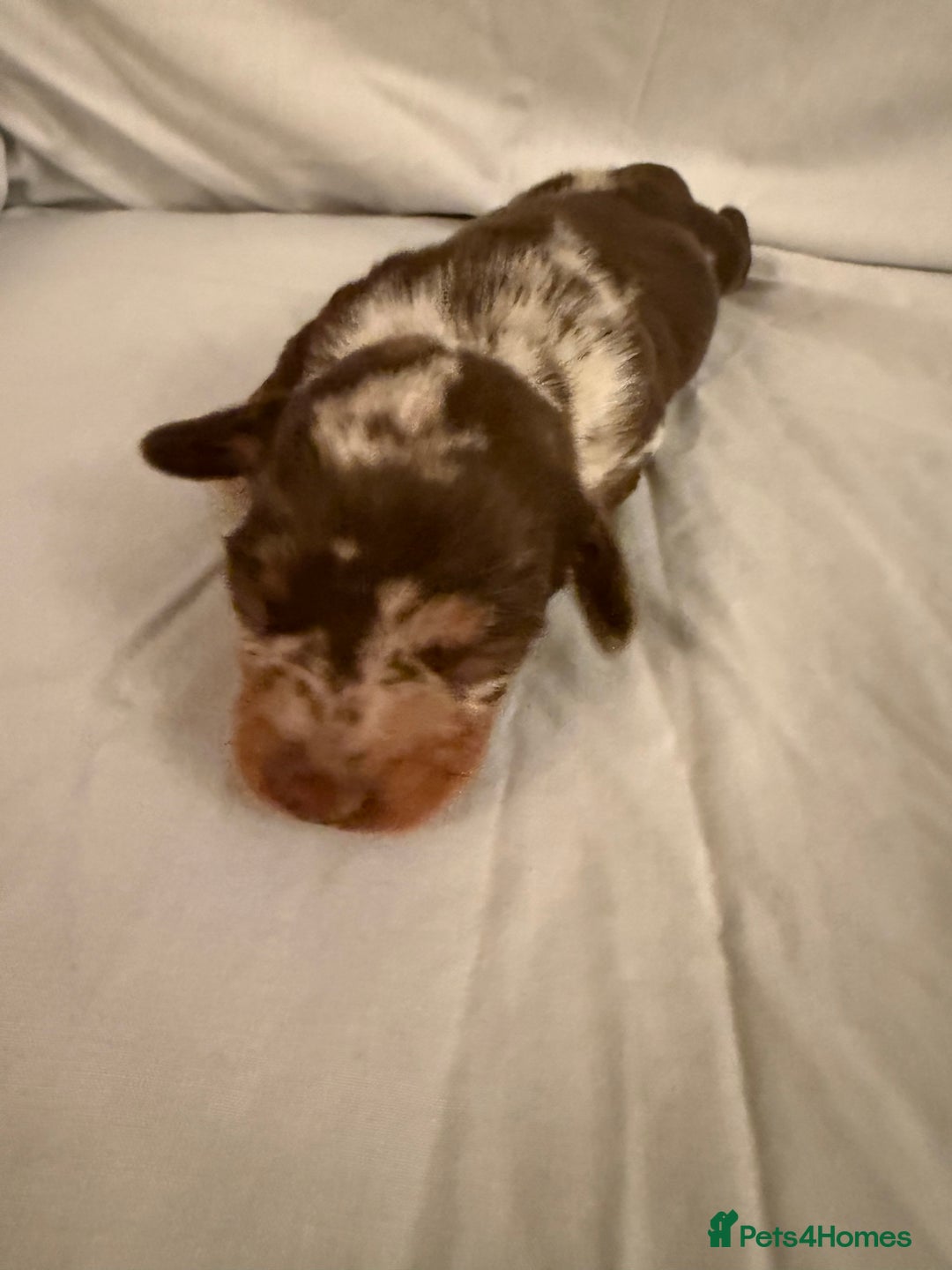 Dachshund dogs for sale: Miniature Dachshund puppies for sale - Advert 6