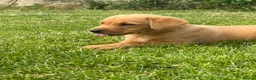 Labrador Retriever dogs for sale: 🧡Fabulous KC Fox Red Puppies.🧡 - Advert 11