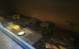 Leopard Gecko reptiles for sale: Male Leopard With Full Setup - Image 3