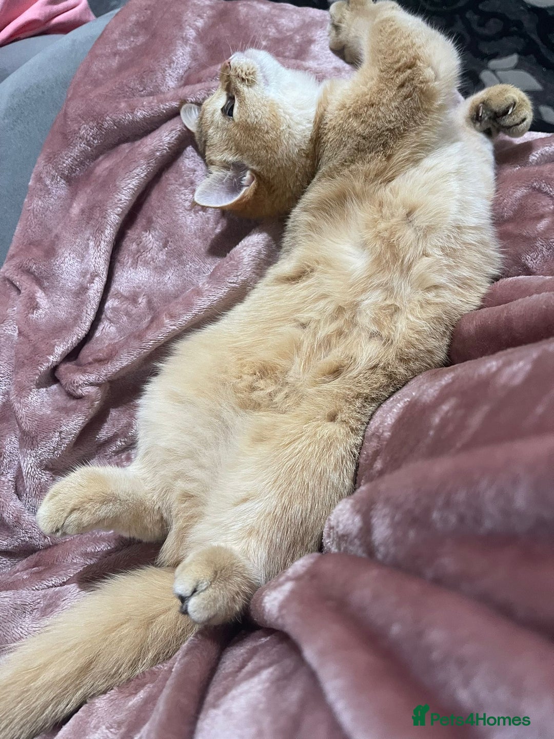 British Shorthair cats for sale: Registered British short hair (kittens) - Advert 1