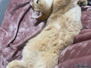 British Shorthair cats Registered British short hair (kittens) - Advert 1