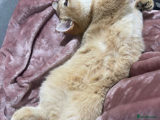 British Shorthair cats Registered British short hair (kittens) - Advert 13