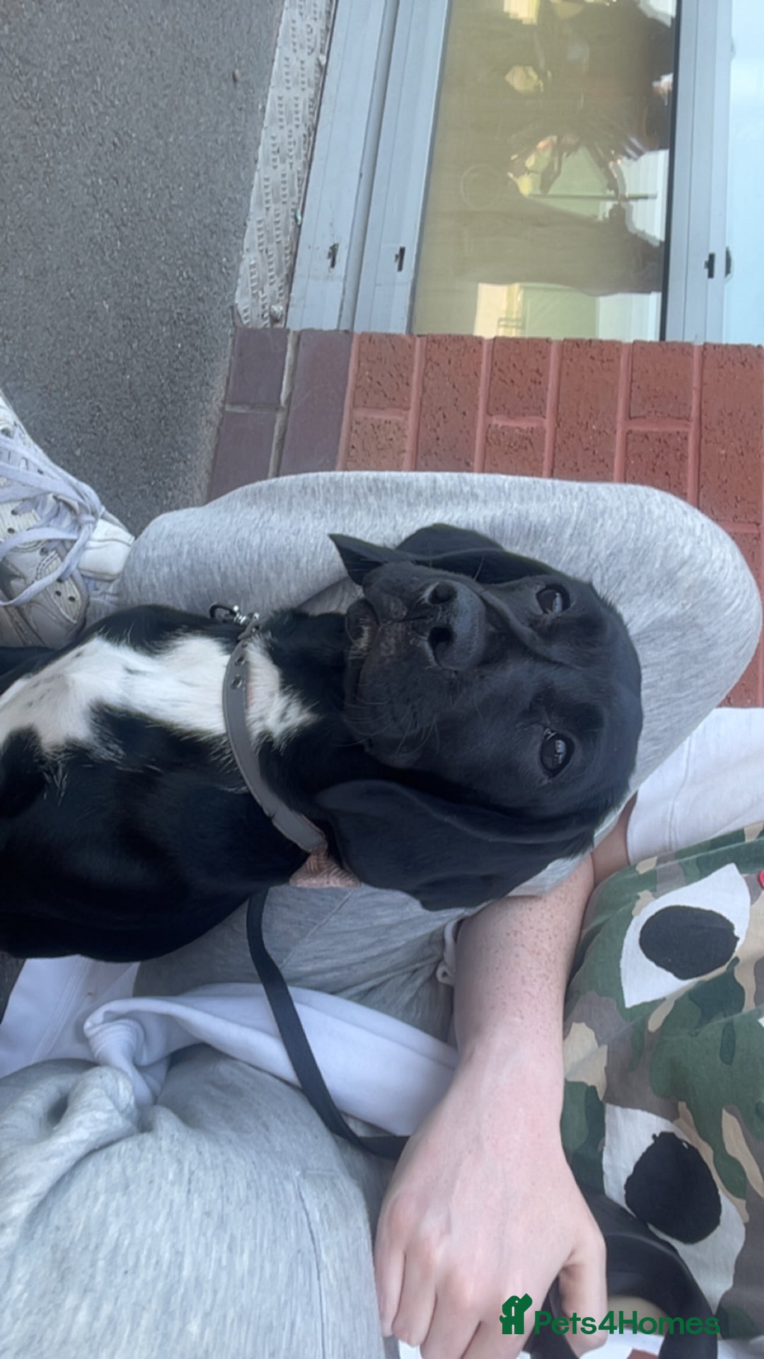 Mixed Breed dogs for sale: Loving home needed - Image 5