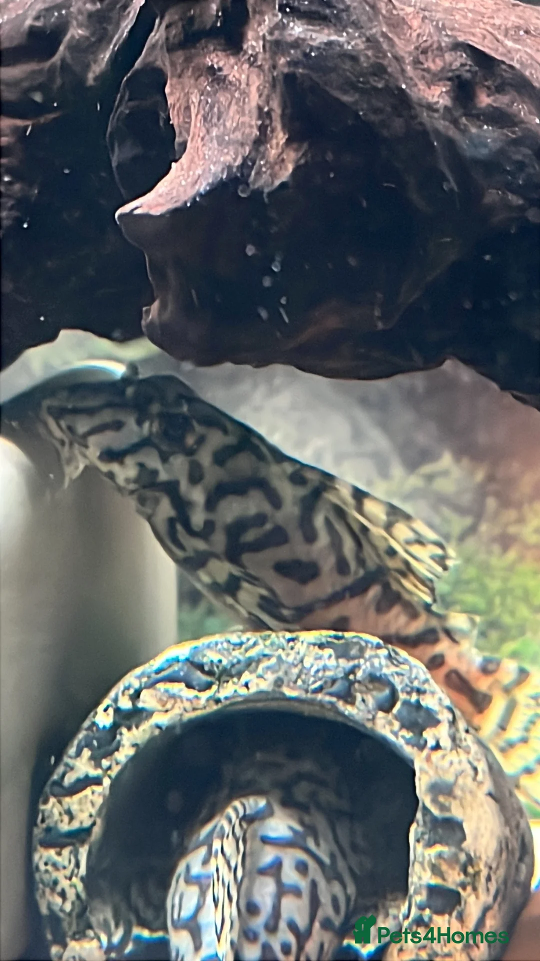 Plecos fish for sale: L236sw proven breeding adults.  - Advert 9