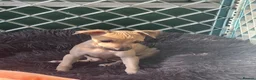 Italian Greyhound dogs for sale: 🐾✨Gorgeous KC Italian greyhound licensed breeder  - Advert 8