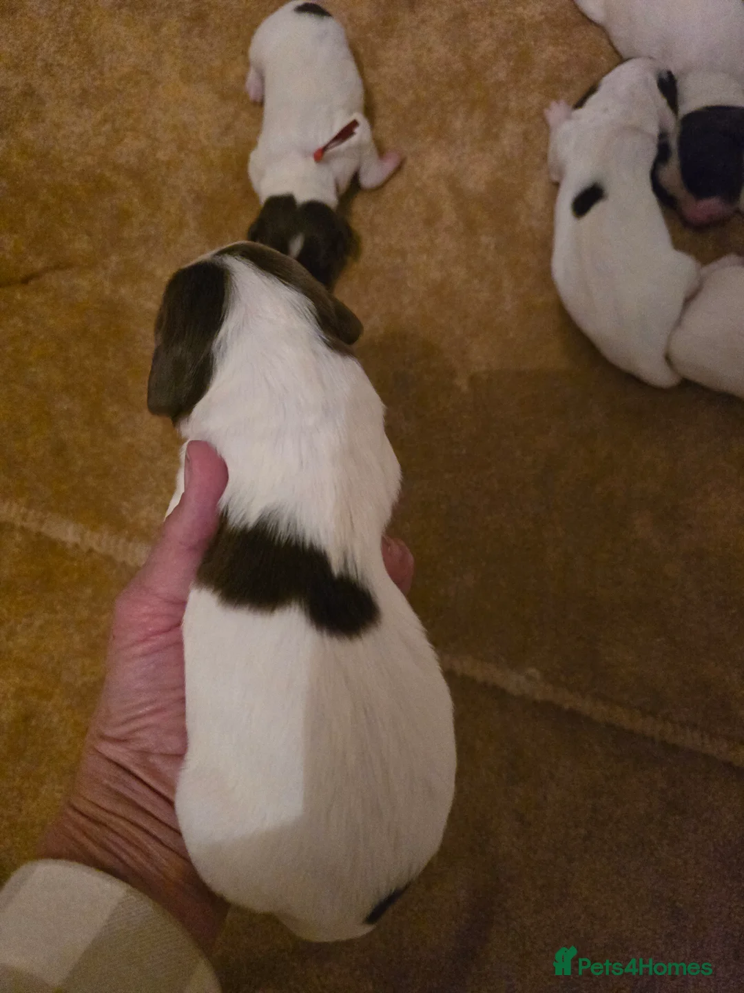 English Springer Spaniel dogs for sale:  Health tested Springer Spaniel puppies - Advert 30