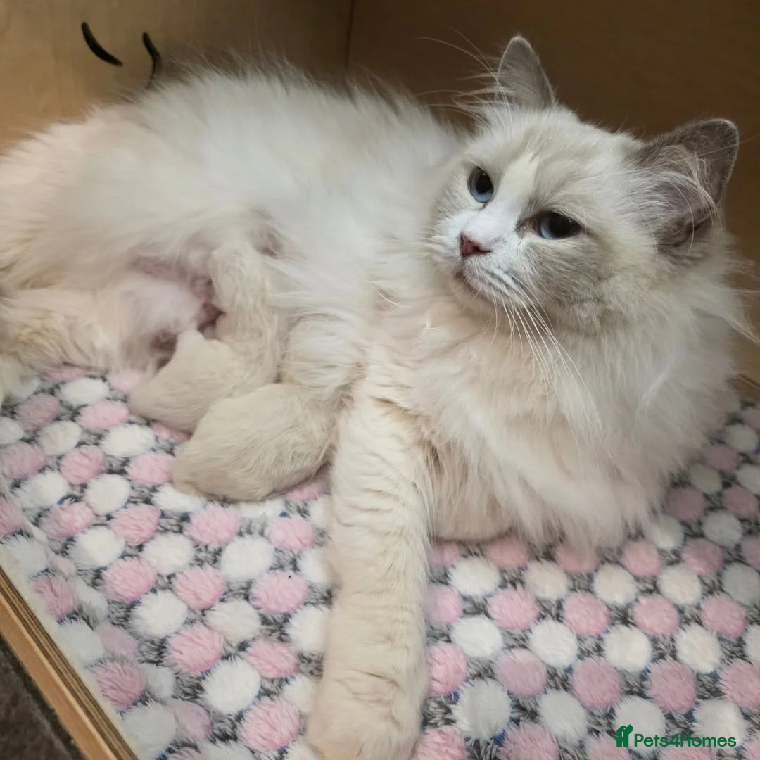 Ragdoll cats for sale: “Beautiful Ragdoll Kittens for sale  in Glasgow - Advert 1