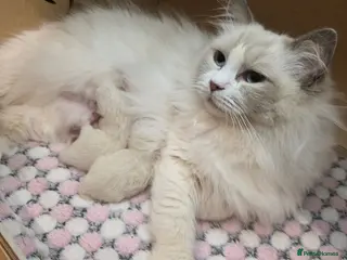 Ragdoll cats “Beautiful Ragdoll Kittens for sale - Advert 2