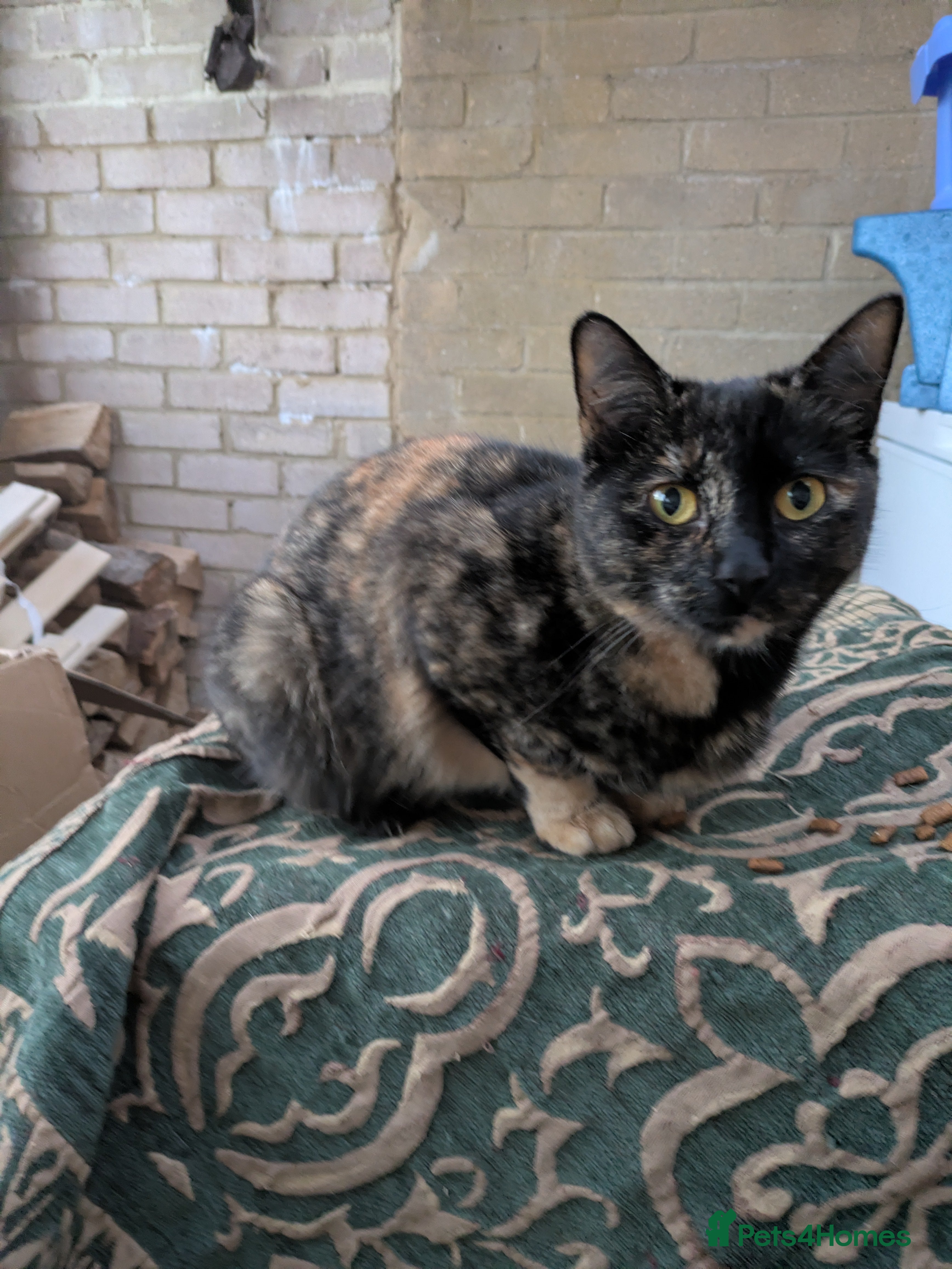 Mixed Breed cats 2yo tortoiseshell looking for lovely new home - Advert 10