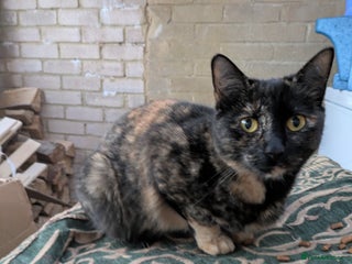 Mixed Breed cats for sale: 2yo tortoiseshell looking for lovely new home - Advert 1