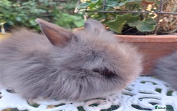 Lionhead rabbits for sale: PUREBRED DOUBLE/TEDDY LION HEAD BABIES  - Image 7