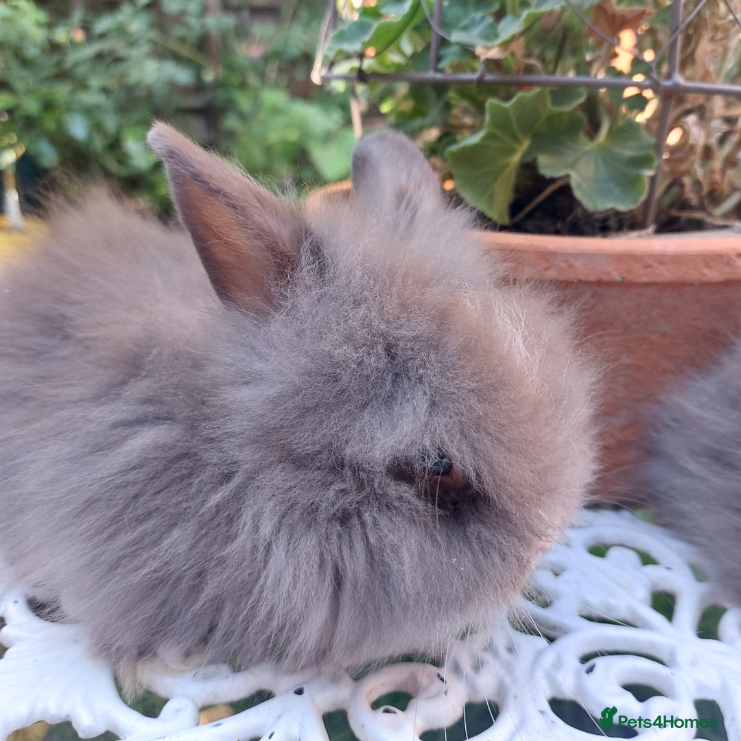 Lionhead rabbits for sale: PUREBRED DOUBLE/TEDDY LION HEAD BABIES  - Image 7