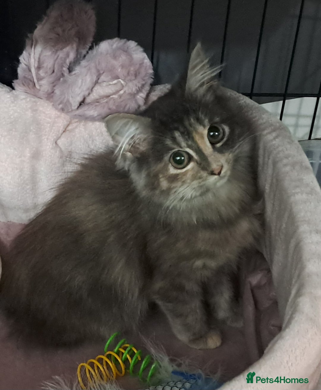 Mixed Breed cats for sale: 3 Stunning female kittens ready for their new home - Advert 3