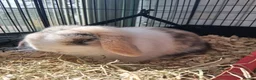 Mini Lop rabbits for sale: Mini Lop  - Advert 4