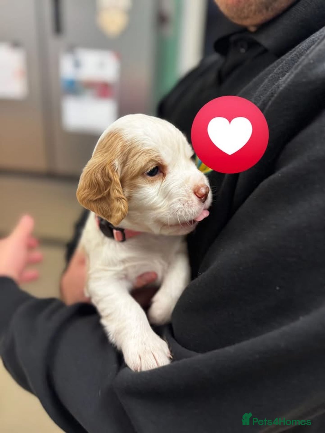 Cocker Spaniel dogs for sale: Last Baby Available - Advert 10