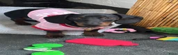 Miniature Dachshund dogs for sale: 7 Month Needs Rehoming ASAP - Advert 2