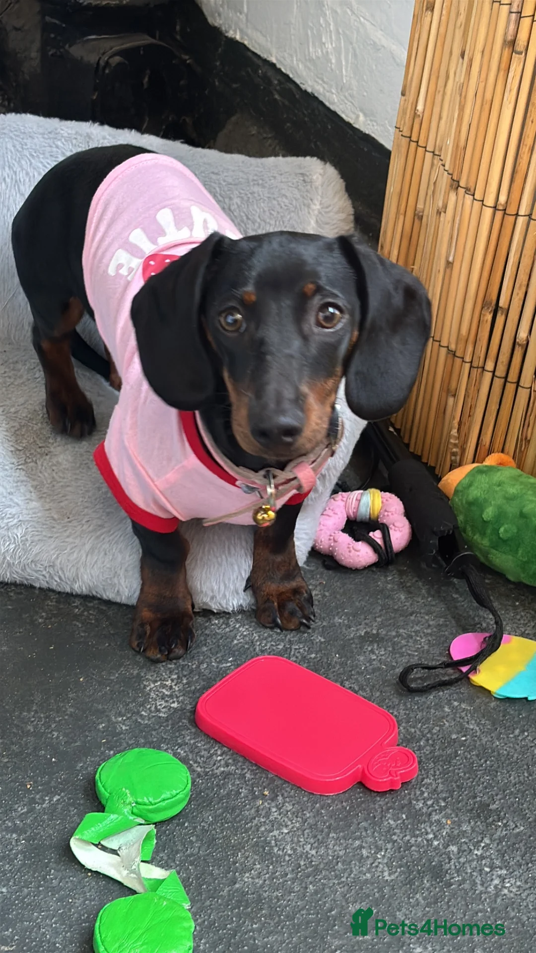 Miniature Dachshund dogs for sale: 7 Month Needs Rehoming ASAP - Advert 2