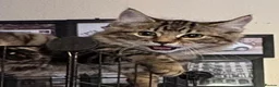 Mixed Breed cats for sale: KITTENS LOOKING FOR HOMES in Malton - Advert 23