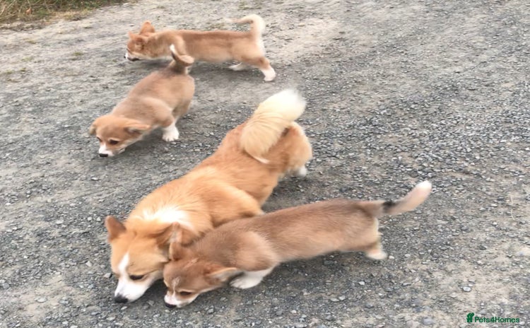 Welsh Corgi Pembroke dogs - Advert 3