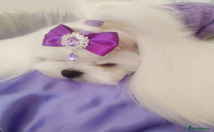 Maltese dogs - Advert 6