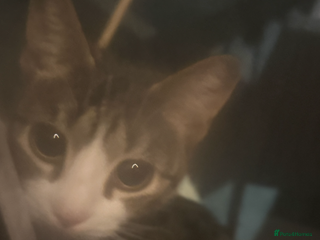 British Shorthair cats Magical cat - Advert 15