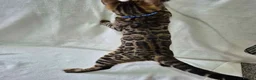 Bengal cats for sale: Purebred SUPER CUDDLY Bengal kittens! ONE LEFT!  - Advert 5