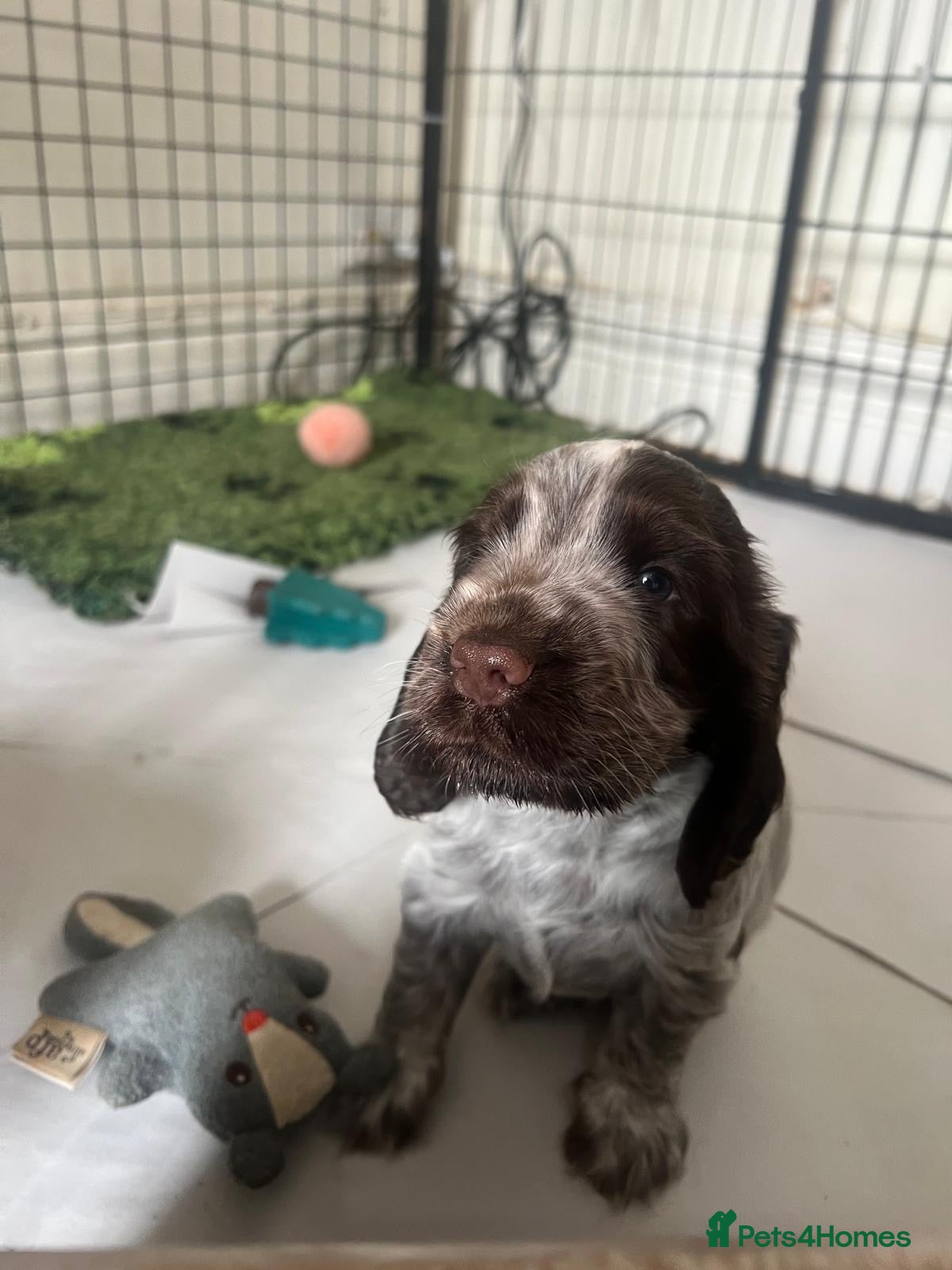 Cocker Spaniel dogs Beautiful show cocker spaniel pups   - Advert 2