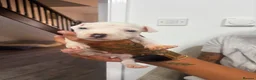Staffordshire Bull Terrier dogs for sale: Puppys puppys puppys - Advert 19