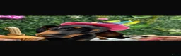 Miniature Dachshund dogs for stud:     KC Proven Mini Dachshund Stud, 31 Champions - Advert 5