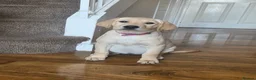 Labrador Retriever dogs for sale: READY NOW!!! KC registered Labrador Retriever  - Advert 26