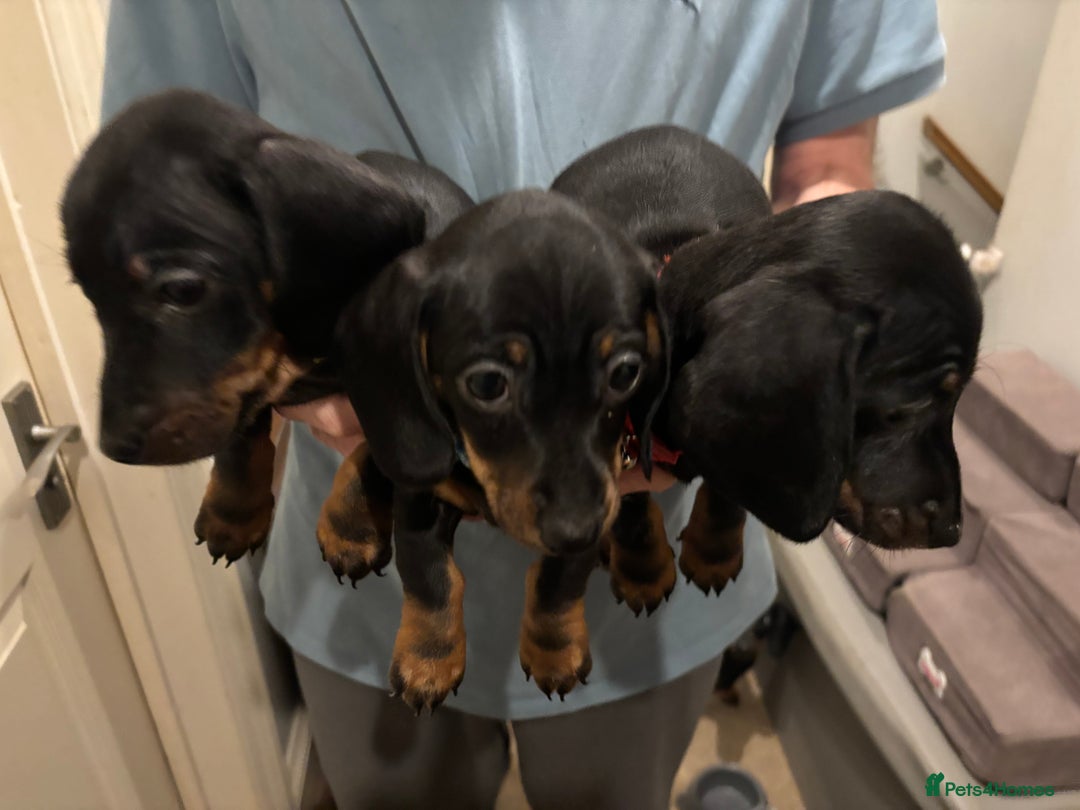 Dachshund dogs for sale: Gorgeous pure bred miniature dachshunds  - Image 3